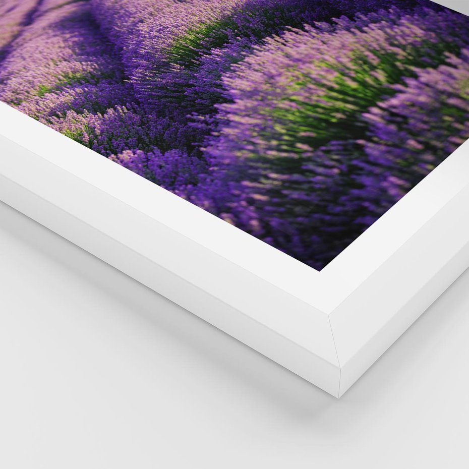 Plakat w ramie 40x50 - Malownicze Pole Lawendy - lawenda, pole - rama biała