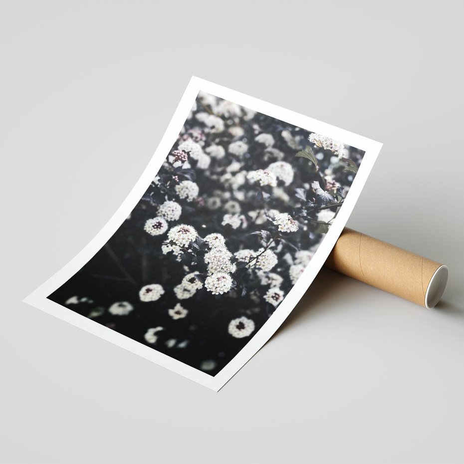 Plakat bez ramy 30x40 - Białe Kwiaty na Kwitnącym Krzewie - białe kwiaty, kwitnący krzew