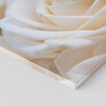 Obraz na płótnie 50x50 - Białe róże piękności - białe, róże