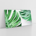 Obraz na płótnie 120x60 - Monstera - Liście Kwiaty - monstera, liście