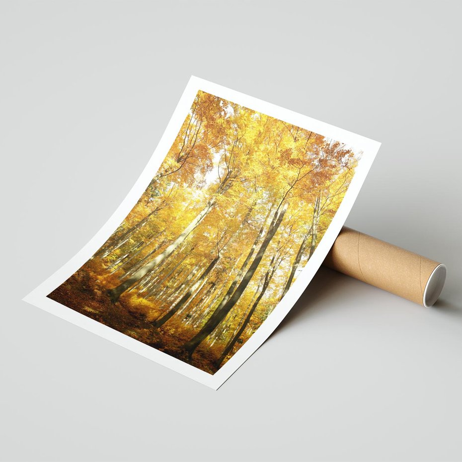 Plakat bez ramy 40x50 - Jesienny Las - Kolorowa Paleta Natury - jesień, drzewa