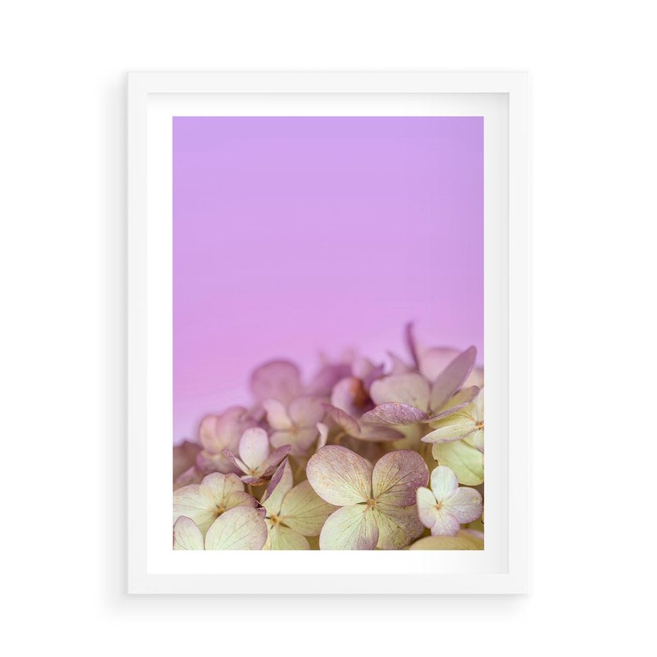 Plakat w ramie 50x70 - Kwiatowa Uroda - kwiaty, hortensje - rama biała