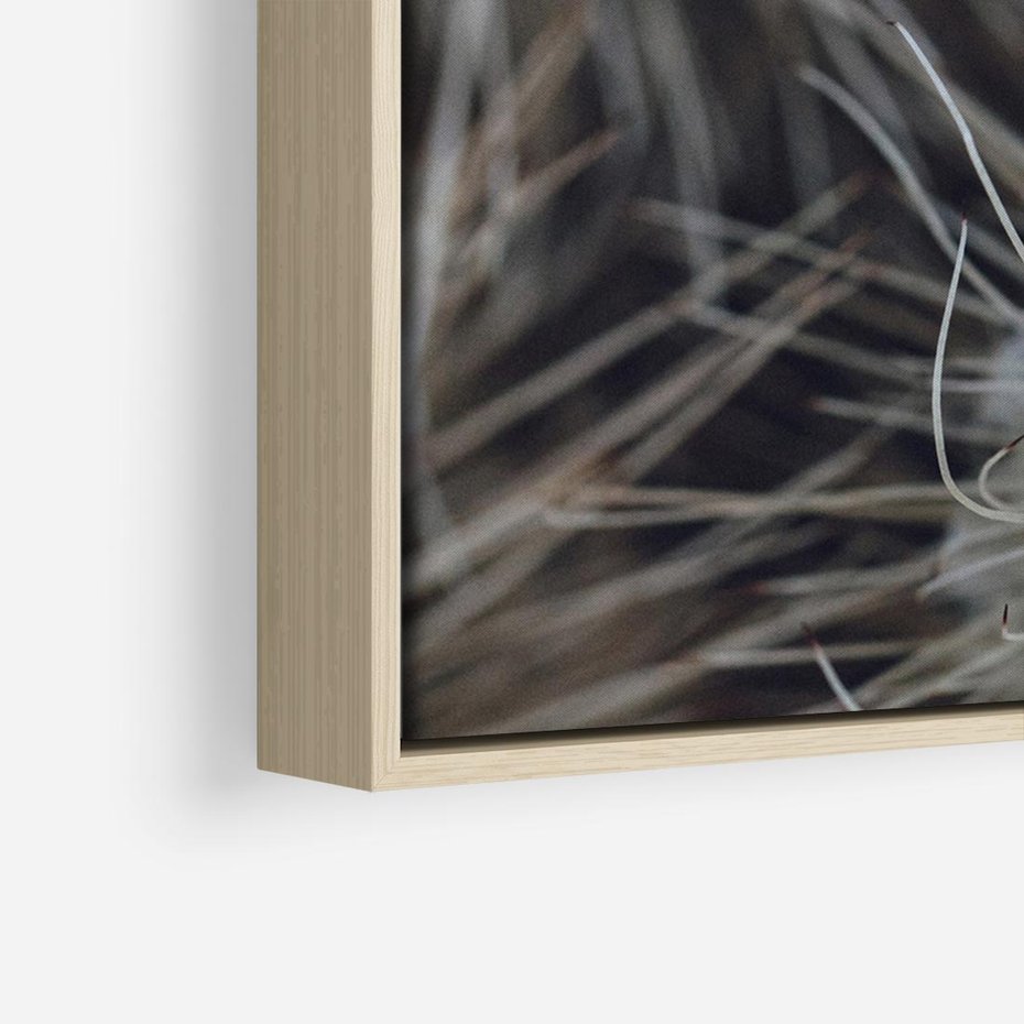 Obraz w ramie 70x50 - Ulotna Piękność Natury - makro, dmuchawce - rama drewno