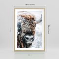 Plakat w ramie 50x70 - Żubr w Krainie Śniegu - żubr, zima - rama drewno