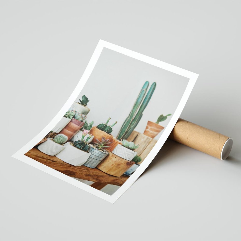 Plakat bez ramy 50x70 - Kaktusowa Galeria w Doniczkach - kaktusy w doniczkach, fotografia