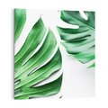 Obraz na płótnie 60x60 - Monstera - Liście Kwiaty - monstera, liście