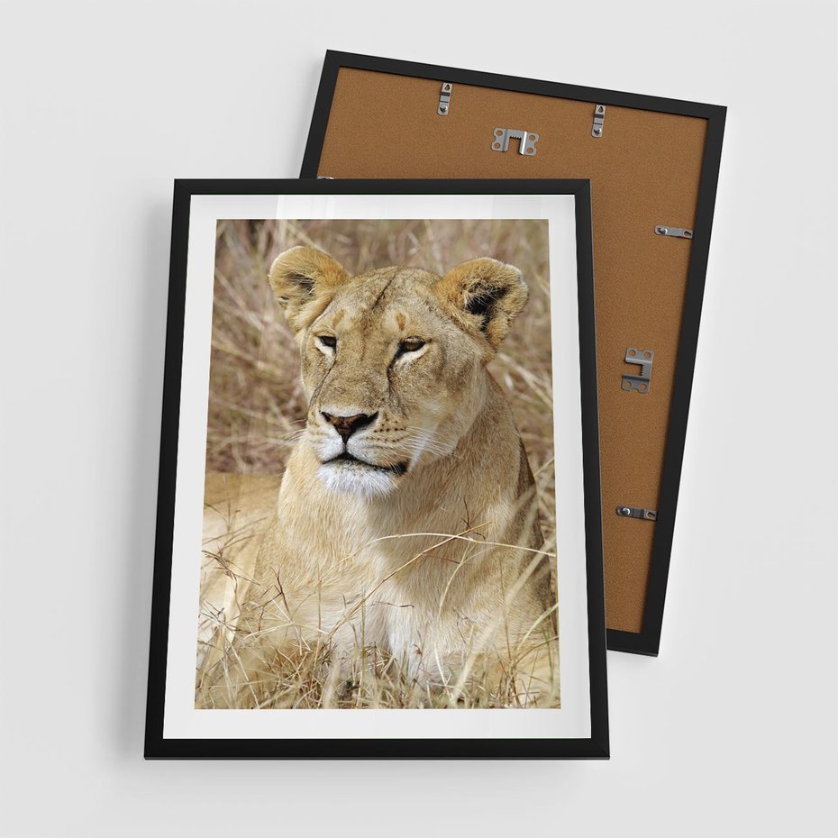Plakat w ramie 50x70 - Potęga lwów w Afryce - lew, lwica - rama czarna