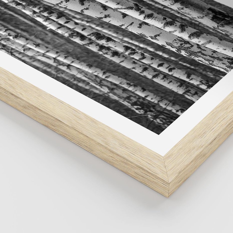 Plakat w ramie 40x50 - Kontrast Monochromatyczny - brzozy, czarno - rama drewno