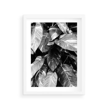 Plakat w ramie 50x70 - Liście w Czarno-Białej Fotografii - liście, roślina - rama biała