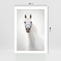 Plakat bez ramy 21x30 - Elegancja białego konia - biały, koń