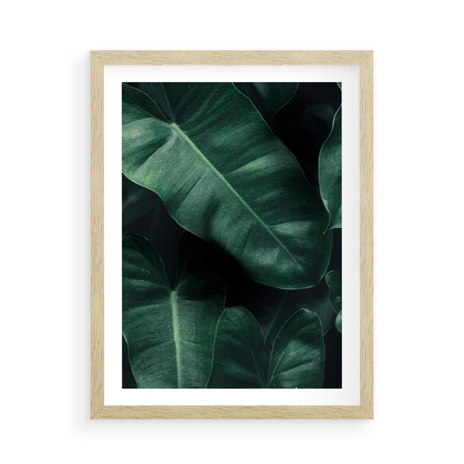 Plakat w ramie 50x70 - Liście Bananowca - minimalizm, zielone liście bananowca - rama drewno
