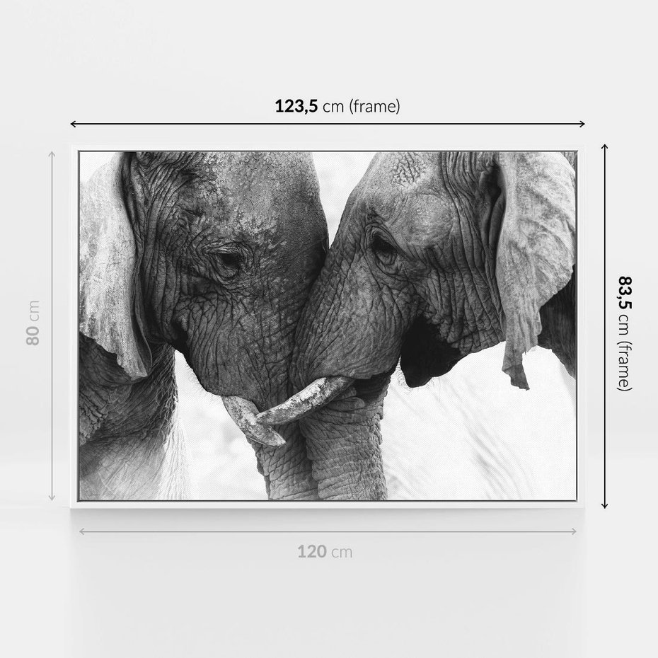 Obraz w ramie 120x80 - Spotkanie Mądrości - fotografia czarno biała, dwa słonie - rama biała