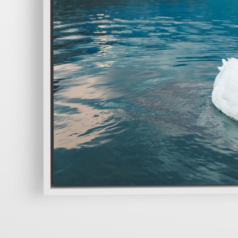 Obraz w ramie 50x50 - Łabędzi Śpiew - fotografia, plakat - rama biała