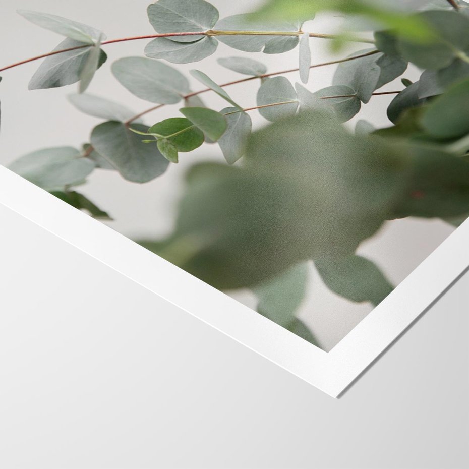 Plakat bez ramy 40x50 - Liście eukaliptusa w naturze - eukaliptus, liście