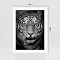 Plakat bez ramy 30x40 - Tygrys Czarno-Biały: Siła i Delikatność - tygrys, czarno