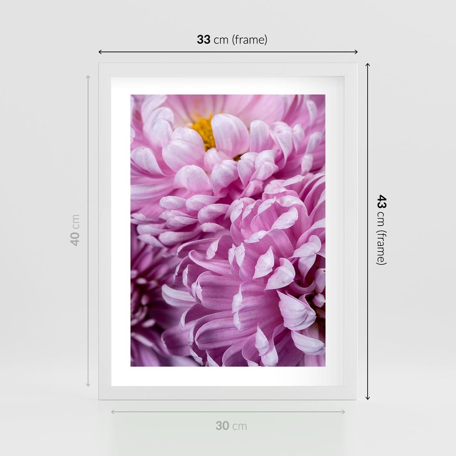 Plakat w ramie 30x40 - Fioletowy zawrót głowy - kwiat, różowy kwiat - rama biała