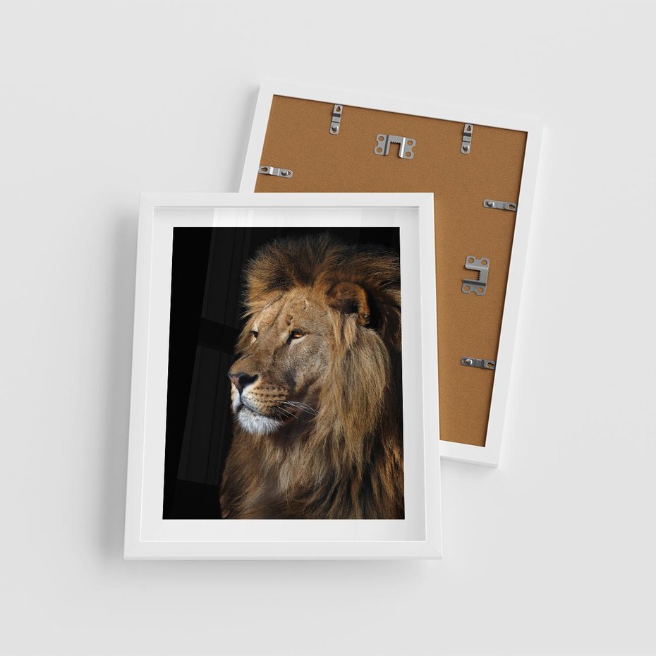Plakat w ramie 40x50 - Władca Dzikiej Przyrody - lew, król - rama biała