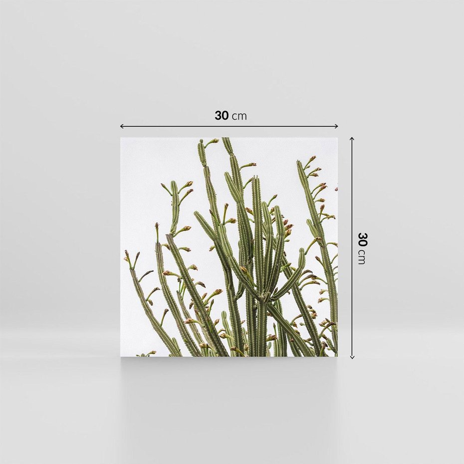 Obraz na płótnie 30x30 - Ekskluzywna Roślinność - kaktusy, liście
