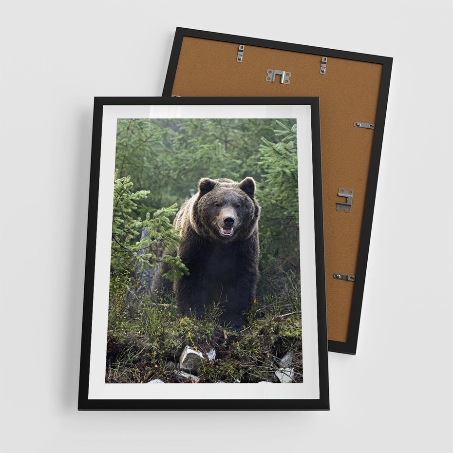 Plakat w ramie 50x70 - Spotkanie z Niedźwiedziem w Lesie - niedźwiedź, las - rama czarna