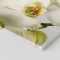 Obraz na płótnie 70x100 - Elegancka uroda orchidei - orchidea, kwiaty