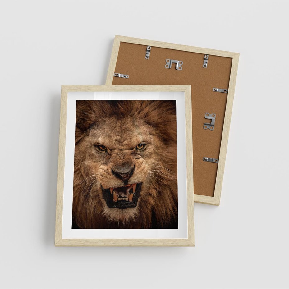 Plakat w ramie 40x50 - Władca Sawanny - lew, sawanna - rama drewno