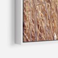Obraz w ramie 50x50 - Mistrzowskie suche trawy - suche, trawy - rama biała
