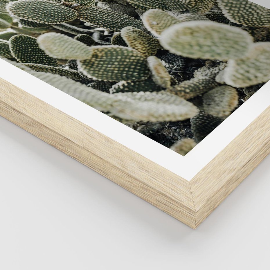 Plakat w ramie 40x50 - Kaktusowa Harmonia - kaktusy, fotografia - rama drewno