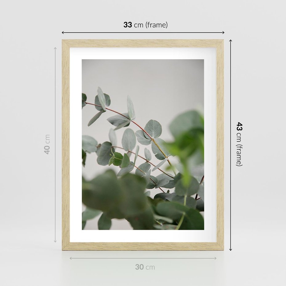 Plakat w ramie 30x40 - Liście eukaliptusa w naturze - eukaliptus, liście - rama drewno