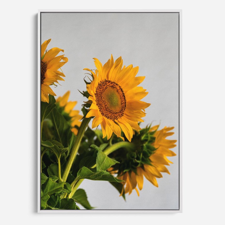 Obraz w ramie 80x120 - Słoneczna Radość - fotografia, żółte słoneczniki - rama biała