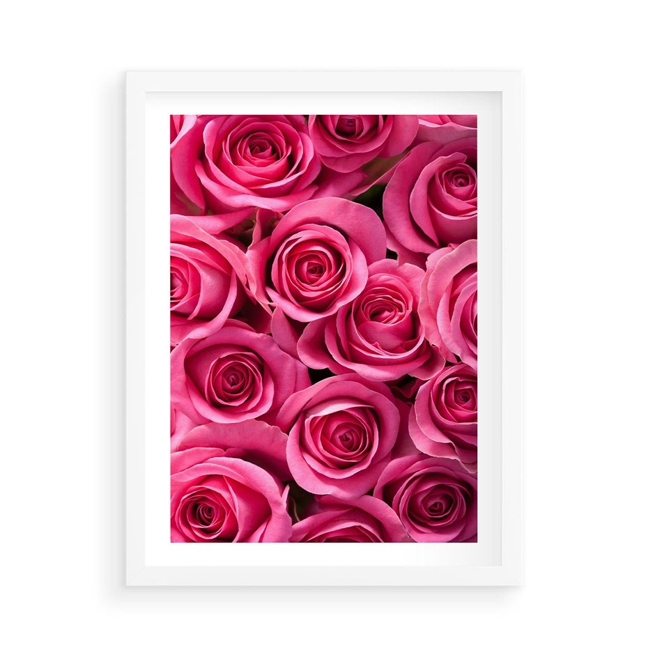 Plakat w ramie 50x70 - Romantyczne róże w pełnym rozkwicie - róże, kwiaty - rama biała