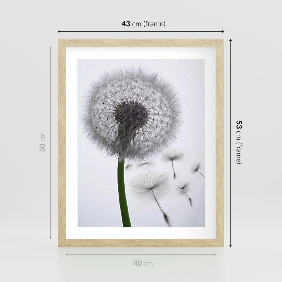 Plakat w ramie 40x50 - Lekkość Przemijania - dmuchawiec, makro - rama drewno