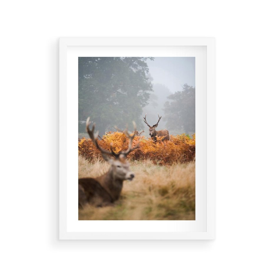 Plakat w ramie 30x40 - Malownicza Harmonia - jelenie, jesień - rama biała