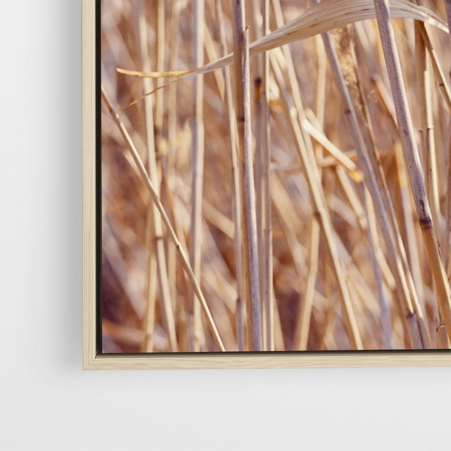 Obraz w ramie 70x50 - Mistrzowskie suche trawy - suche, trawy - rama drewno
