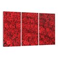 Obraz na płótnie 120x80 - Czerwona Pasja - czerwone, róże