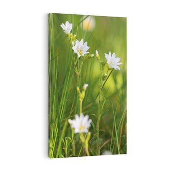 Obraz na płótnie 80x120 - Kolorowa łąka - stokrotki, łąka