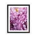 Plakat w ramie 40x50 - Fioletowy zawrót głowy - kwiat, różowy kwiat - rama czarna