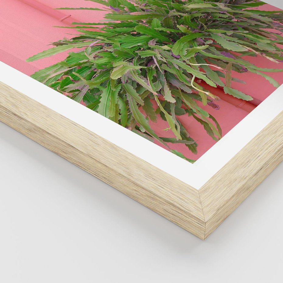 Plakat w ramie 40x50 - Fotografia Rośliny z Różowym Tłem - fotografia, zielona roślina na tle różwj ściany - rama drewno