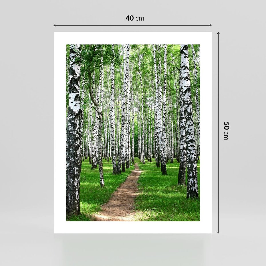 Plakat bez ramy 40x50 - Bajkowy las pełen brzóz - las, brzozy