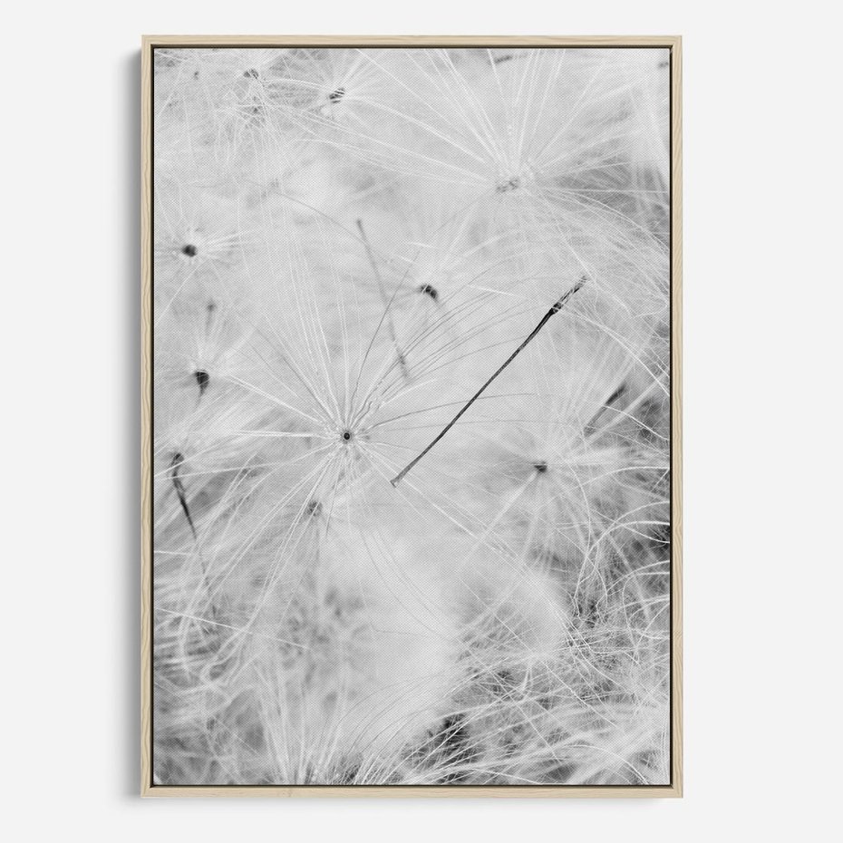 Obraz w ramie 50x70 - Zdmuchnięty Puch - dmuchawce, delikatne - rama drewno