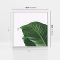 Obraz w ramie 80x80 - Zielone liście monstery - liście, monstera - rama biała