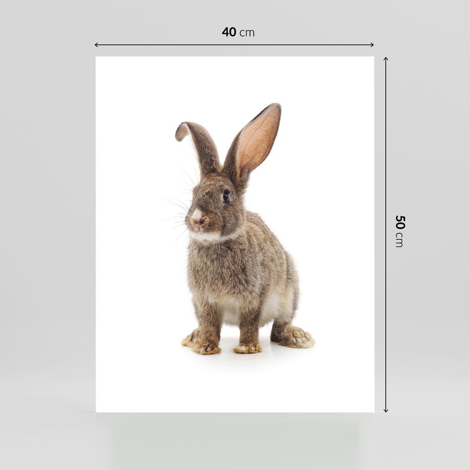 Plakat bez ramy 40x50 - Delikatna Zwierzęca Uroda - królik, zwierzę