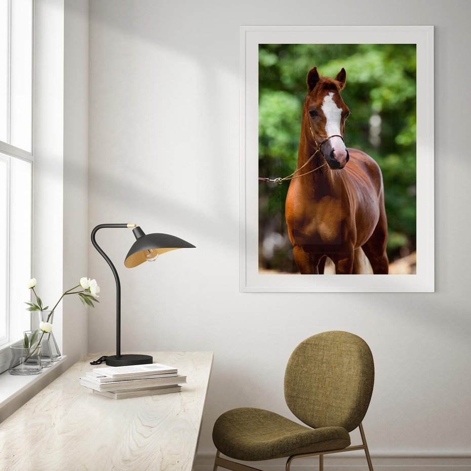 Plakat bez ramy 30x40 - Portret Szlachetnego Konia - koń, portret