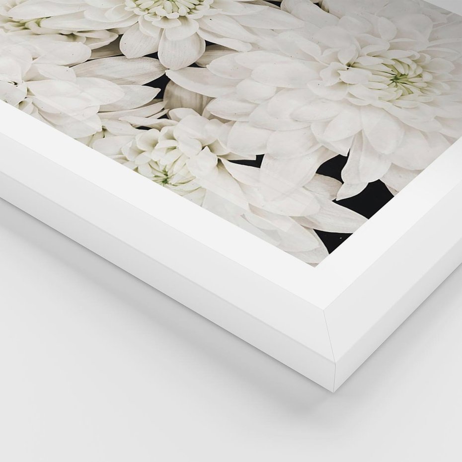 Plakat w ramie 50x70 - Białe Kwiaty: Płatki Delikatności - białe kwiaty, zbliżenie - rama biała