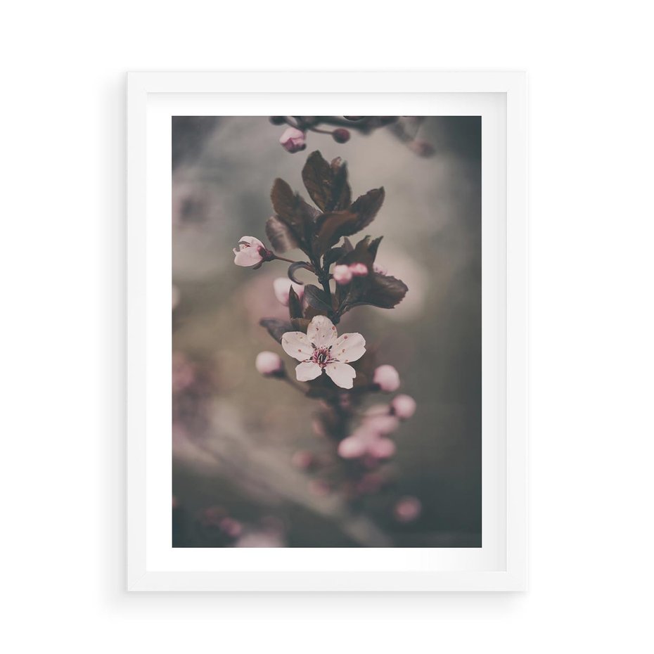 Plakat w ramie 50x70 - Przemijający Urok - kwitnąca, wiśnia - rama biała