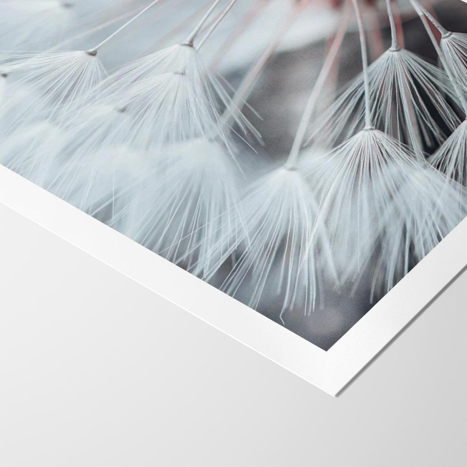 Plakat bez ramy 30x40 - Makro Magii Natury - dmuchawiec, zbliżenie makro