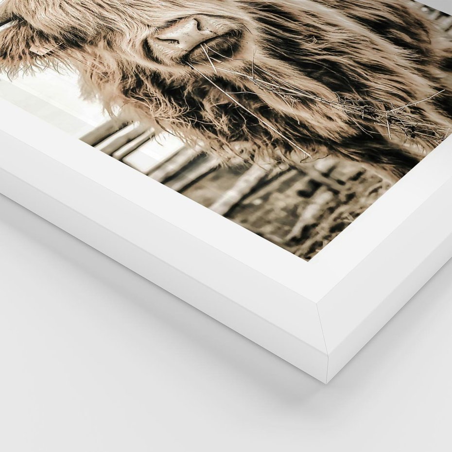 Plakat w ramie 40x50 - Klimat Wiejskiego Życia - amerykańska krowa, byk - rama biała