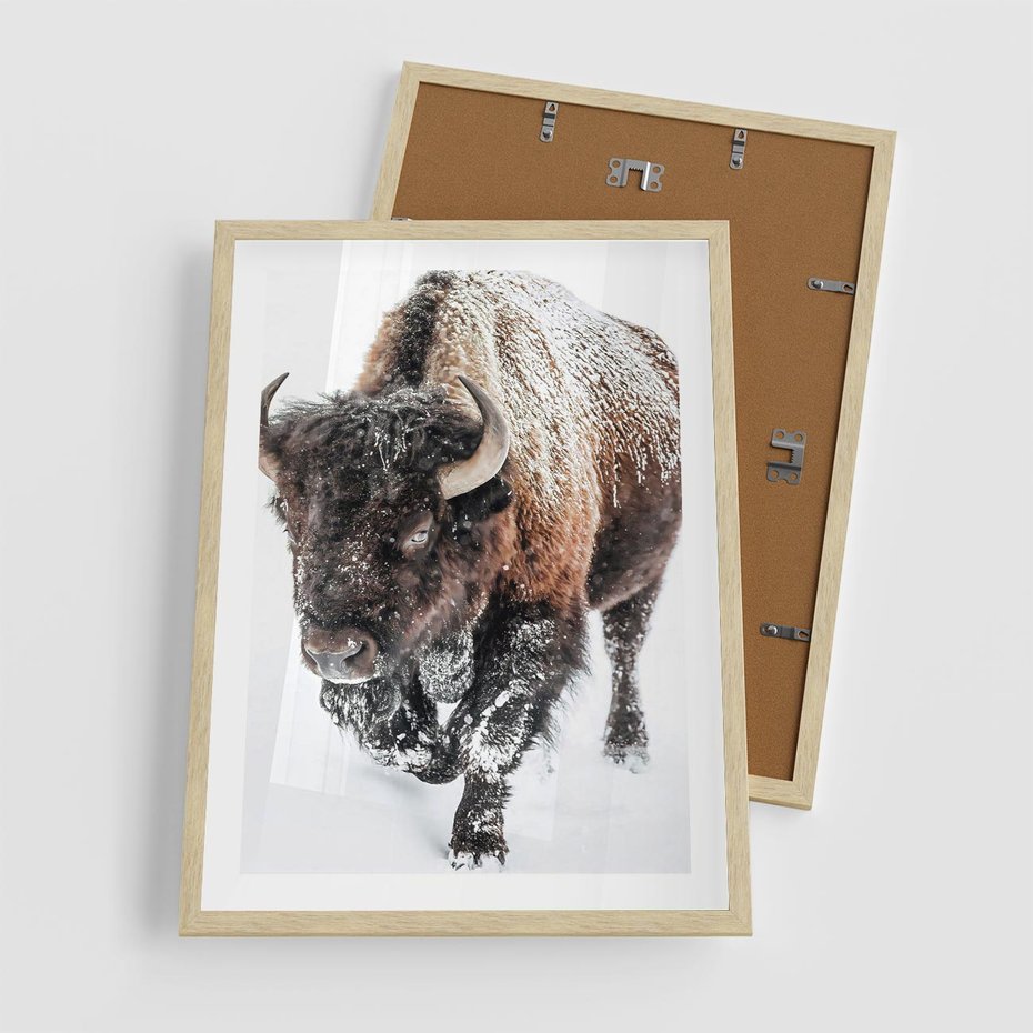 Plakat w ramie 50x70 - Zimowy Władca Puszczy - żubr, bizon - rama drewno