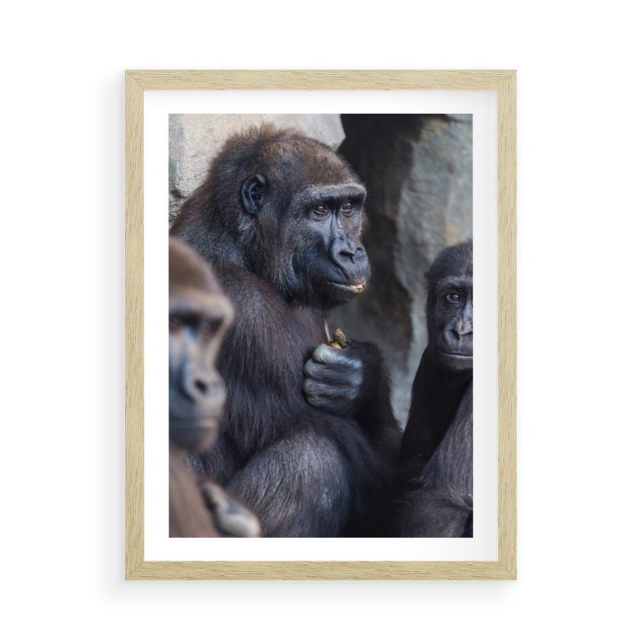Plakat w ramie 50x70 - Małpy w ich naturalnym środowisku - małpy, szympansy - rama drewno
