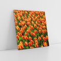 Obraz na płótnie 70x70 - Urok tulipanów piękno kwiatów - tulipany, kwiaty