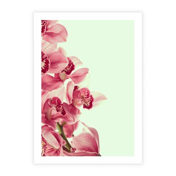 Plakat bez ramy 30x40 - Orchidea - delikatne kwiaty - orchidea, kwiaty